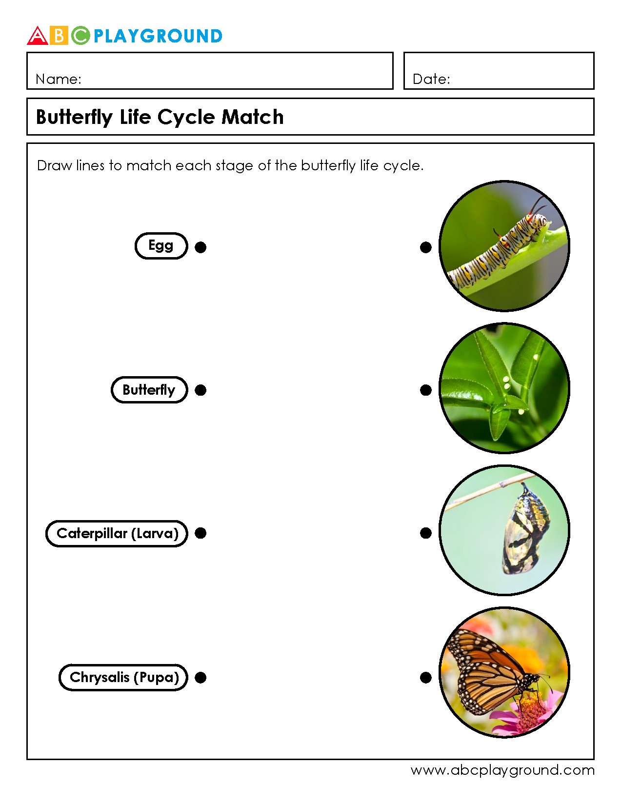 Match the Stages of the Butterfly Life Cycle