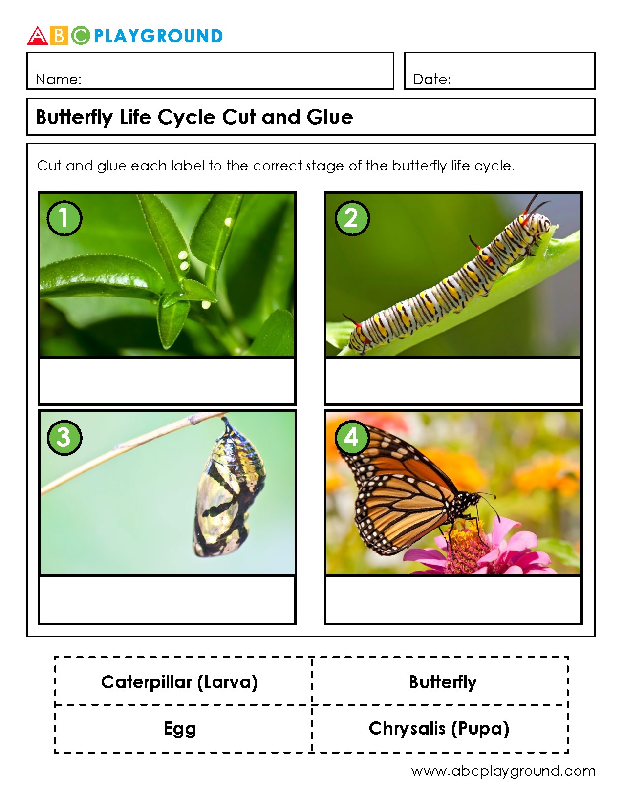 Butterfly Life Cycle Cut and Glue Activity