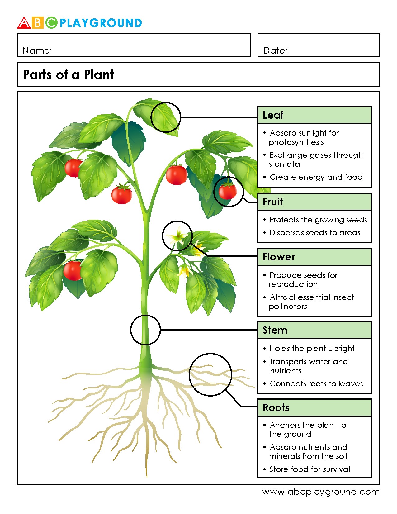 Learn the Parts of a Plant and Their Functions