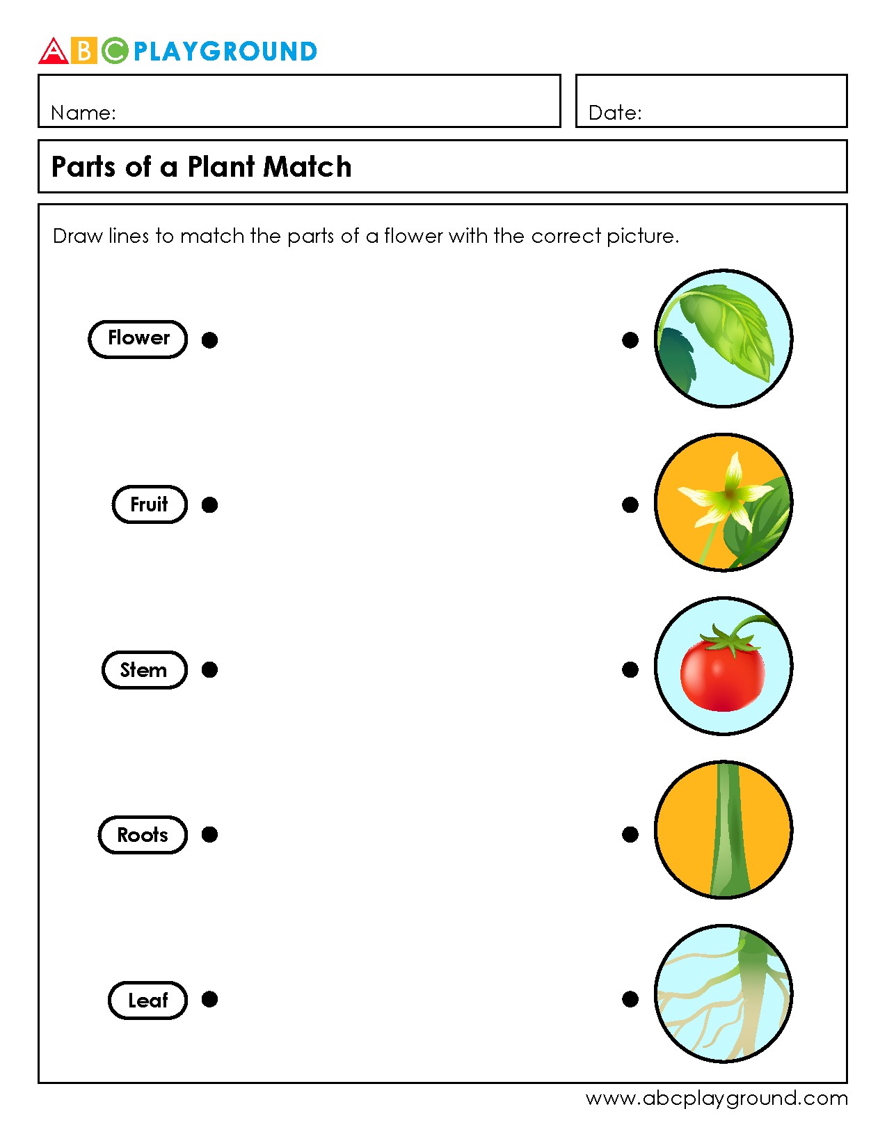 Parts of a Plant Matching Worksheet with Answer Key