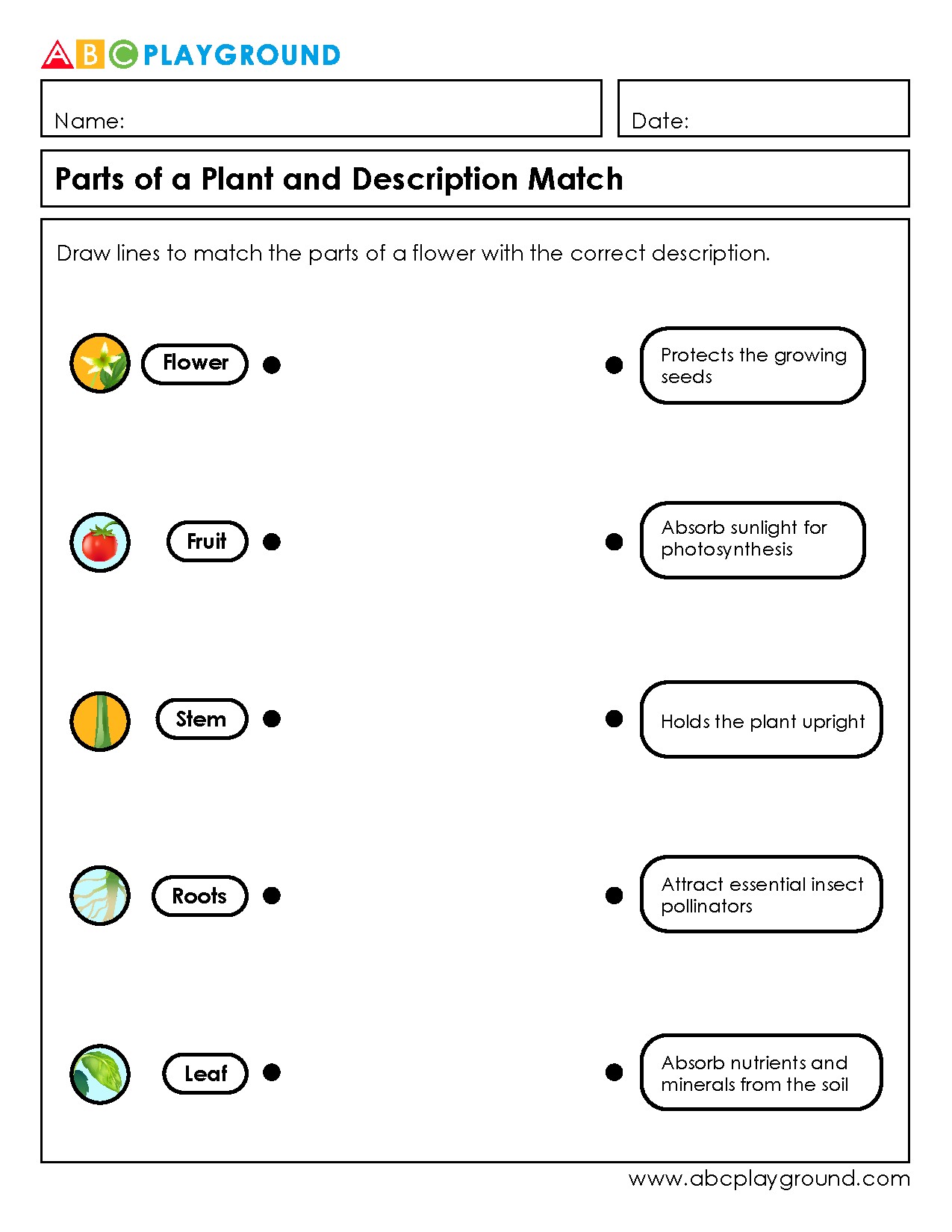 Parts of a Plant Matching Worksheet with Answers