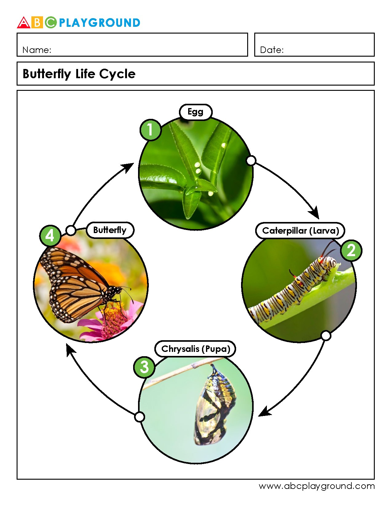 Explore the Butterfly Life Cycle with Photos and Labels