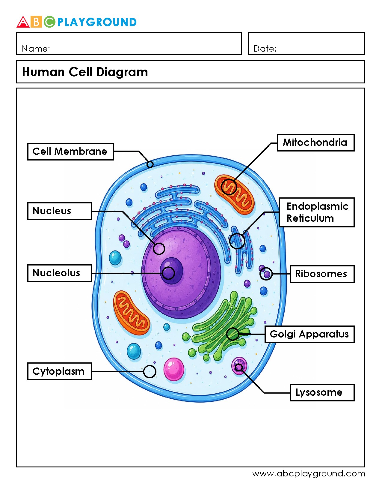 Labeled Human Cell Diagram with Key Organelles