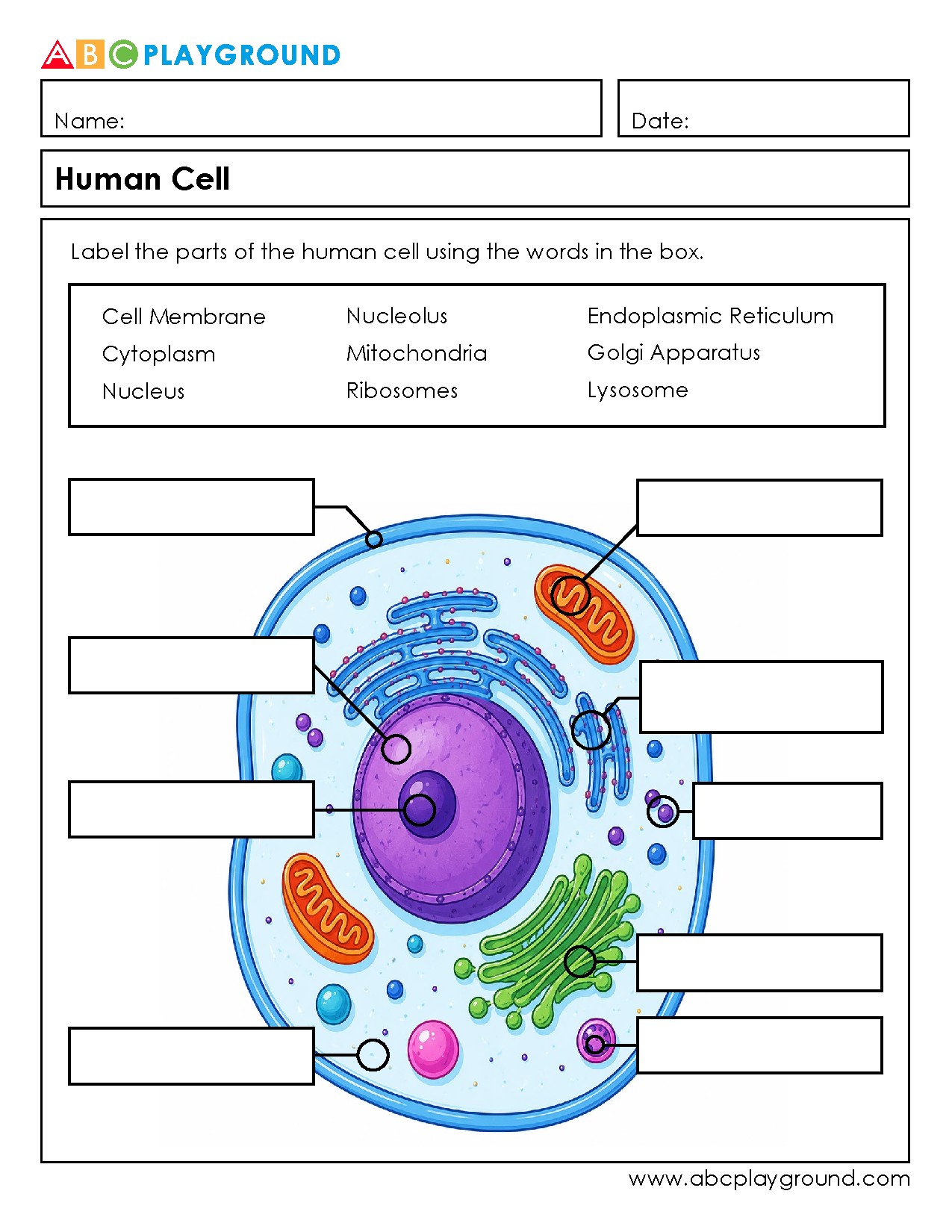 Label the Parts of a Human Cell Worksheet