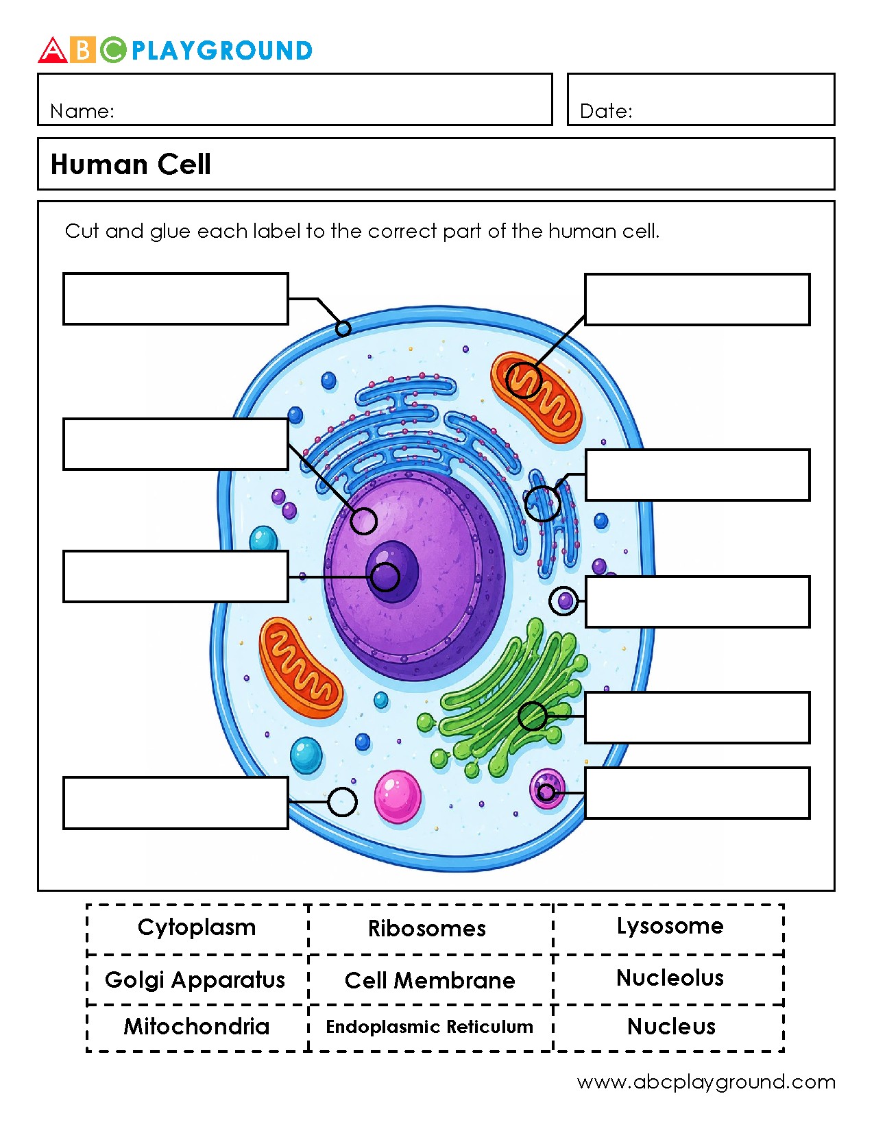 Human Cell Parts Cut and Glue Activity