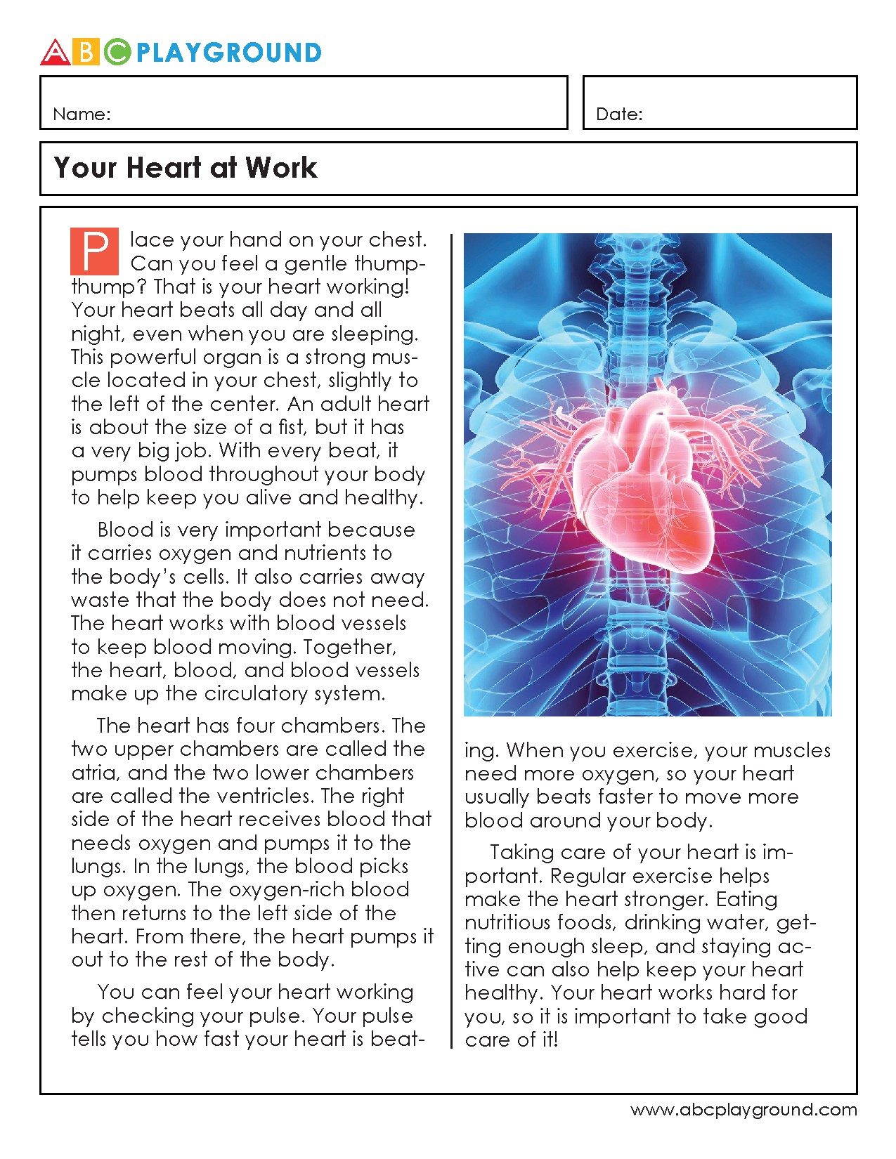How the Human Heart Works and Its Importance