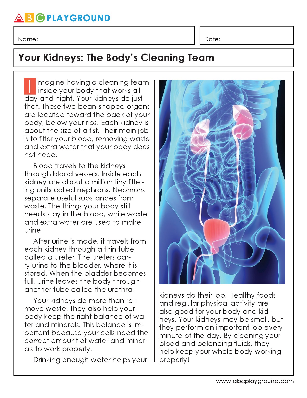 Your Kidneys: The Body’s Cleaning Team Worksheet