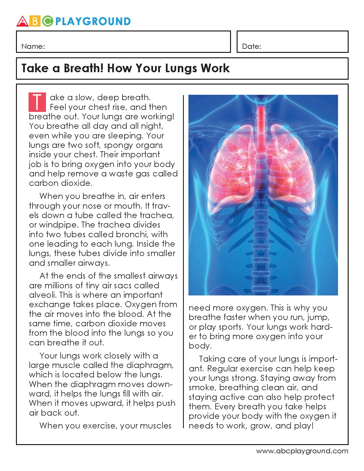 How Your Lungs Work: Breathing and Oxygen Exchange
