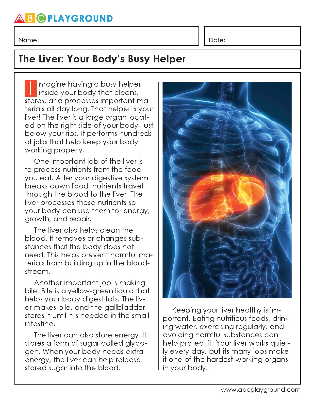 Understanding the Liver and Its Vital Functions